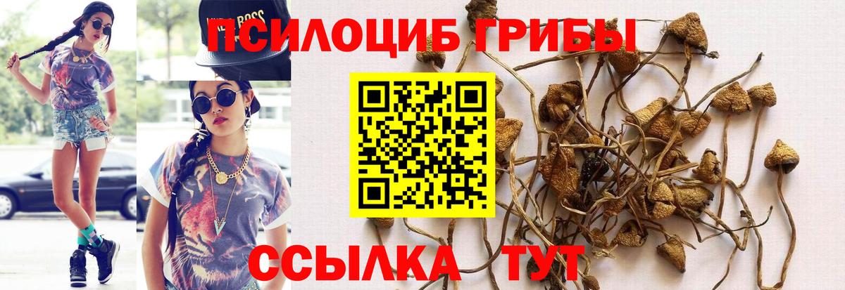 Псилоцибиновые грибы Psilocybine cubensis Северобайкальск